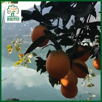 Delicious Small Fresh Baby Mandarin Orange