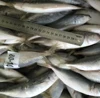Factory direct sales new aquatic products catching frozen fish horse mackerel