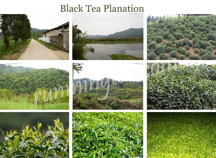 black tea planation.jpg