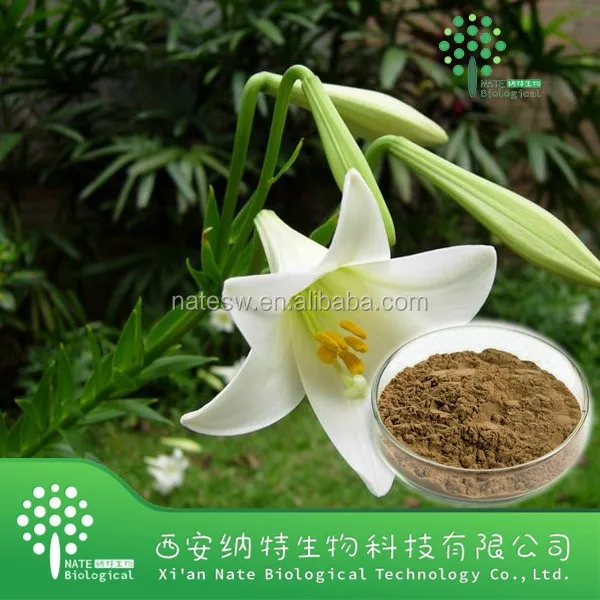 lilium bulb