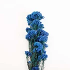 dried flowers wholesale natural preserved rice flower for gift