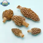 Detan Chinese Wholesale Frozen Hongo Morel Morchella Esculenta Mushroom Export Price