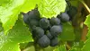 bulk shiraz syrah varietals from South Australia grape