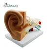 1.5 Times Medical Anatomical Plastic Inner Ear Model