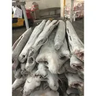 Frozen Good Quality Sugiyama Frozen Sail Fish HGT on Sale