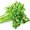 /product-detail/four-season-hybrid-vegetable-seeds-for-sale-60816372816.html