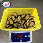 Seafood in hot sale healthy frozen fresh shell mussel