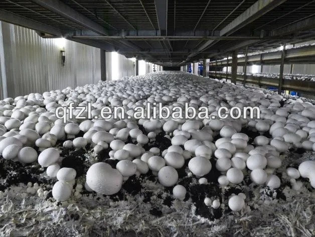 white butoom mushroom 1.jpg