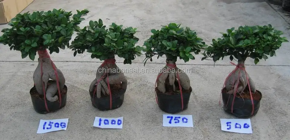 Ficus Microcarpa Ginseng Roots Bonsai Ficus Microcarpa Ginseng Roots Bonsai