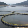/product-detail/hdpe-fishs-farming-net-aquaculture-equipment-fish-farm-for-grouper-fingerlings-60278979039.html