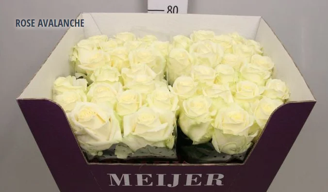 Rose Avalanche