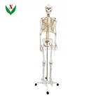 Artificial human skeleton / Biological anatomical model
