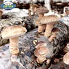 /product-detail/detan-shiitake-logs-mushroom-spawn-bags-60730612505.html