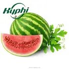China good supplier New Products Food grade watermelon flavor