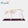 Pig skeleton model,Pig skeleton,Pig model