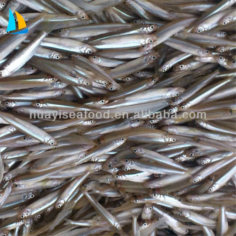 frozen I.Q.F whole round pond smelt fish Hypomesus Olidus for sale