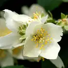 Body Massage applied to daily necessities Jasmine Oil