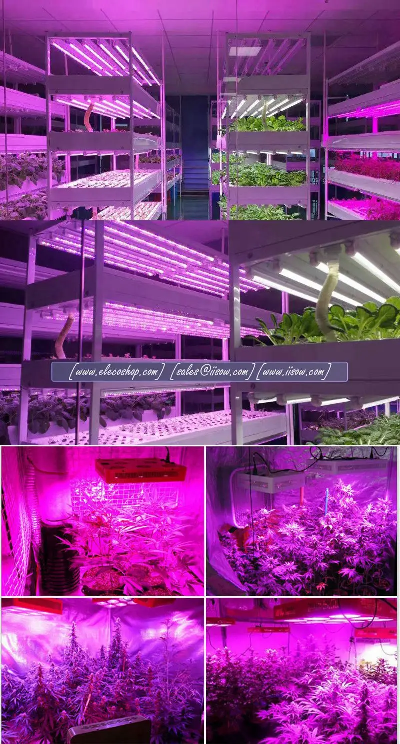 wholesale full spectrum 270LED 3 Watt apollo 6 greenhouse 3gp king led grow light for aeroponic growing systems