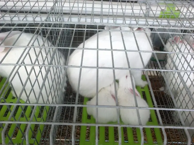 Automatic Rabbit Farming Equipment Buy Rabbit Farming Equipment Product on