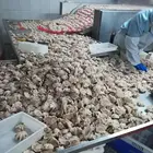 Frozen Octopus Whole Frozen Octopus For Sale Frozen Baby Octopus