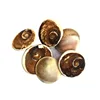 Wholesale Cheap Price Of Natural Sun Shell Sea Shell Stone Fossils