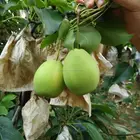 fresh pear 11 kg/ctn China Trade Assurance