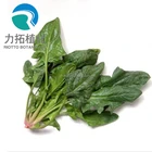 Spinach Leaf extract powder (Bo Cai) with Vitamin K 4:1 10:1 20:1