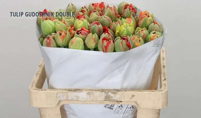 TULIP GUDOSHNIK DOUBLE