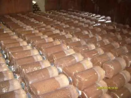 Mushrooms Sawdust Medium