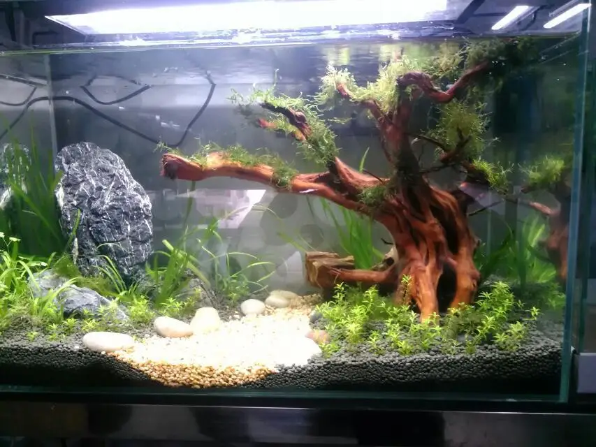 China Manufacturer Aquarium Landscaping Natrual Decorative