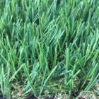 ECO friendly 35mm tones cheap plastic carpet artificial pet grass turf field