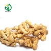 /product-detail/supplier-of-ginger-fresh-ginger-and-dry-ginger--568694006.html