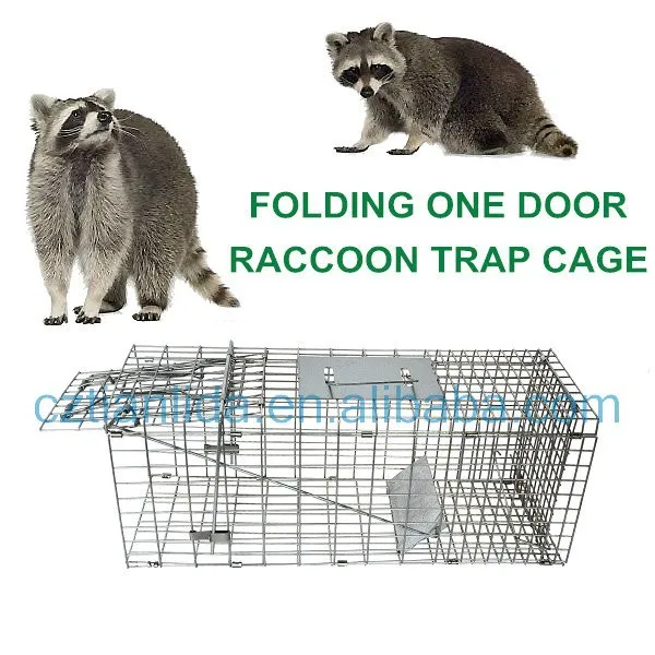 trapping raccoons photos