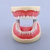 Sino Ortho plastic dental model of teeth with high quality