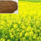animal feed additive rapeseed meal for sheep