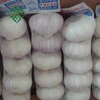 /product-detail/china-natural-garlic-price-60514452267.html