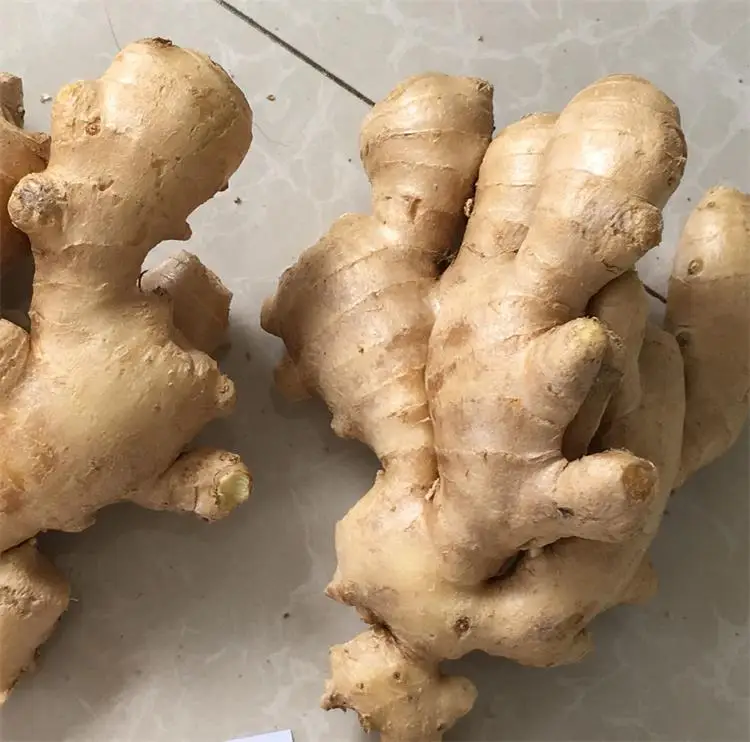 ginger 03.jpg