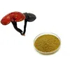 /product-detail/100-natural-ganoderma-lucidum-extract-reishi-mushroom-extract-62142912650.html