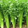 /product-detail/high-quality-celery-seed-extract-powder-895208714.html
