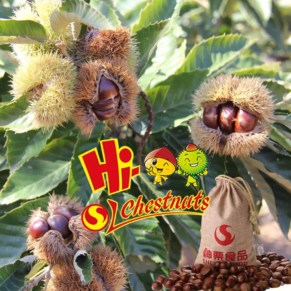 Fresh chestnuts19.jpg