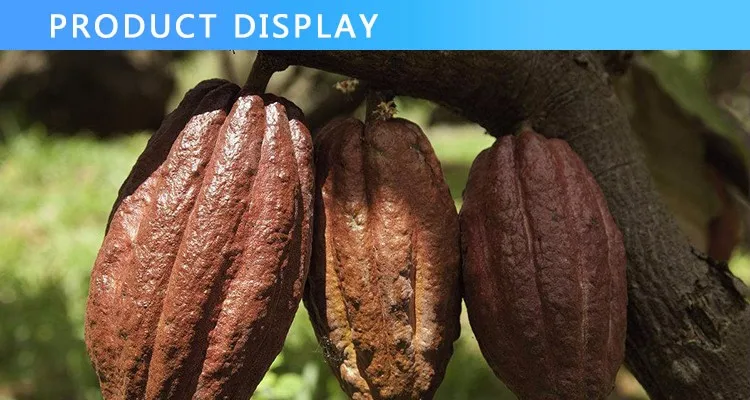 100%High Quality Cocoa from Peru