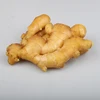 /product-detail/chinese-new-harvested-young-fresh-ginger-60839768521.html