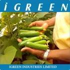Poly film green house for cucumber