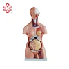 85cm classic plastic model of human body organs
