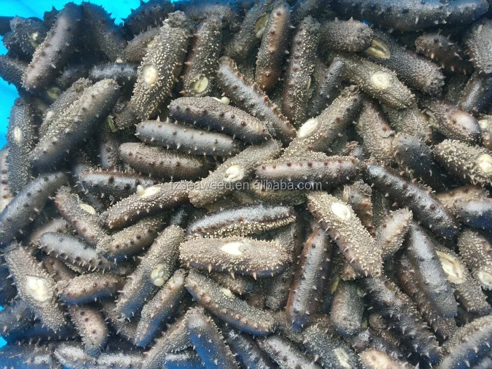 Hot selling best quality of dried sea cucumber seafood