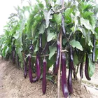 Light light purple Long vegetable f1 hybrid heat tolerant Eggplant seeds