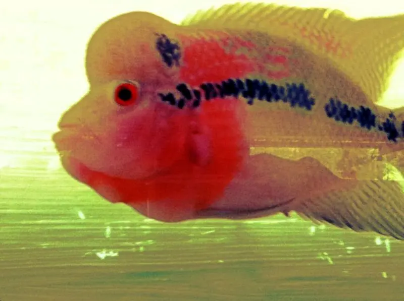 peacock fish tank