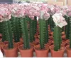 /product-detail/natural-plant-cactus-60588191364.html