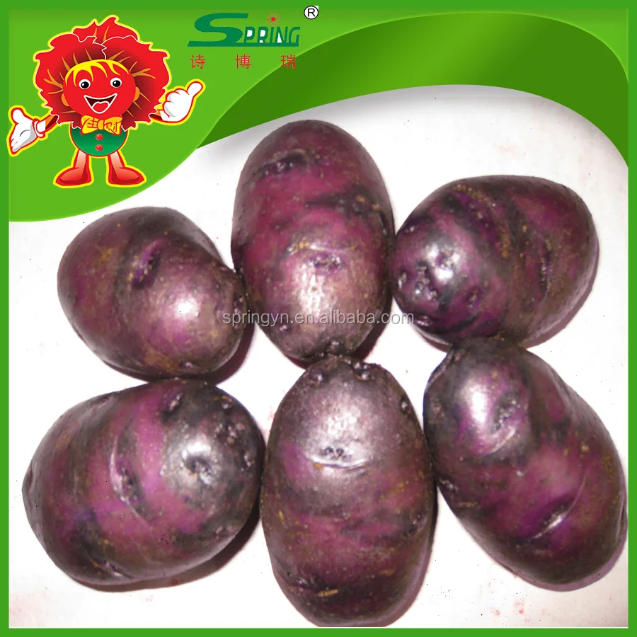 2025 New Crop Holland Sweet Potato Purple Potato For Sale Buy Chinese
