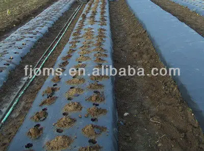 deepseeded-201011-1planting-strawberries_.jpg